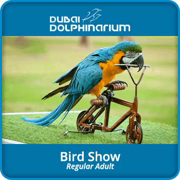 Dubai Dolphinarium Bird Show / Adult