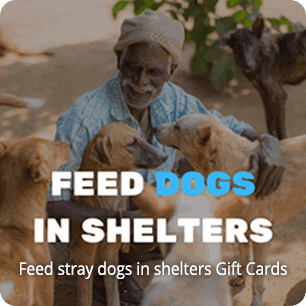 Feed stray dogs in shelters